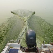 就像豌豆汤一样，一艘船驶过后，中国太湖上一层厚厚的有毒微囊藻毒素蓝藻就会被搅动起来。