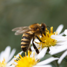 一种新型杀虫剂正导致蜜蜂数量大规模下降
