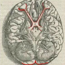 视神经交叉是视神经纤维交叉的地方。