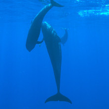 领航鲸，母鲸和幼鲸，夏威夷科纳。