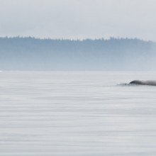 逆戟鲸在一个平静的日子