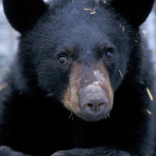 一只年轻的雄性美国黑熊刚从冬眠中苏醒。这只熊是由Øivind Tøien进行的冬眠研究的一部分，他是阿拉斯加费尔班克斯大学北极生物研究所的研究科学家，也是第一作者……
