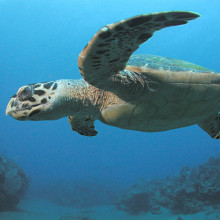 玳瑁龟，萨巴岛，荷属安的列斯群岛。图片由克拉克·安德森/ aquimages拍摄。