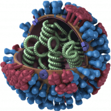 流感病毒粒子的三维模型。每个病毒粒子直径约100纳米(1/万分之一毫米);包膜上有血凝素(蓝色)和神经氨酸酶(红色)分子，包膜上有8种编码病毒的核糖核蛋白(RNP)。