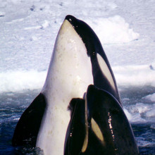 Mother and calf, Type C Killer Whales