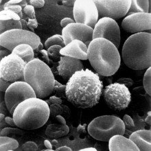 血细胞和血小板的电子显微镜