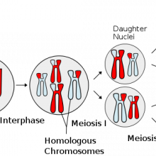 减数分裂产生单倍体配子(生殖细胞)的过程。
