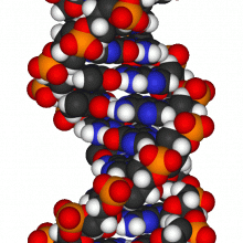 DNA片段的分子模型