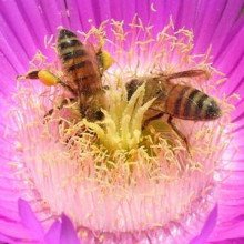 西部蜜蜂收集花粉