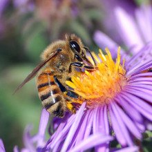 European honey bee (Apis mellifera) extracts nectar from an Aster flower using its proboscis. Tiny hairs covering the bee's body maintain a slight electrostatic charge, causing pollen from the flower's anthers to stick to the bee, allowing for...