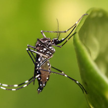 坦桑尼亚达累斯萨拉姆的埃及伊蚊