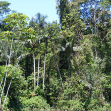 亚马逊雨林，上亚马逊盆地，洛雷托地区，秘鲁。
