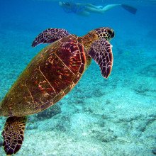 夏威夷的绿海龟
