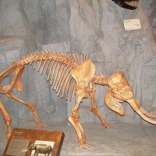 一种化石的侏儒的照片Elephas skeleton taken at the North American Museum of Ancient Life.