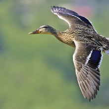 绿头鸭(雌性)，本拿比湖地区公园(Piper Spit)，不列颠哥伦比亚省本拿比