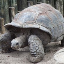 Galápagos巨龟