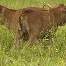 巴西农业研究公司培育的两只克隆的巴西牛