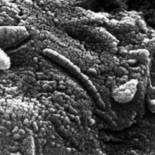 火星ALH84001陨石上类似细菌的结构