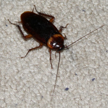 在美国德克萨斯州波特兰的一所房子里拍摄的一只美洲蟑螂
