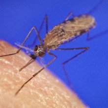 冈比亚按蚊是将疟疾传播给人类的主要媒介。