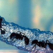 蚂蚁在NASA凝胶中挖隧道
