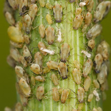 以茴香为食的蚜虫。拍摄于维多利亚州的斯威夫特溪