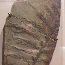 冬眠始祖鸟化石标本，美国华盛顿特区史密森学会国家自然历史博物馆。