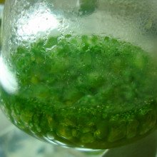 蓝藻，早期地球上的氧气来源之一