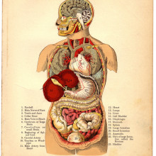 《人体内脏》，摘自《家庭医生》，1905年
