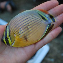 蝴蝶鱼，在斐济捕获，作为海洋研究考察的一部分。