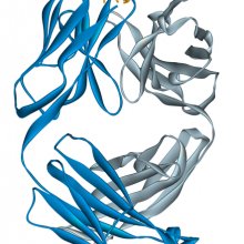Campath，阿仑妥珠单抗Fab片段的带状图，阿仑妥珠单抗是一种单克隆抗体，与小合成抗原结合。使用Accelrys DS Visualizer Pro 1.6和GIMP创建。