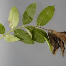 白蜡树枯死的症状。一种影响欧洲白蜡树的真菌病。图为茎轴坏死引起的叶片萎蔫。
