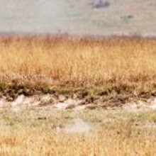 图3 -猎豹(Acinonyx jubatus)和汤普森瞪羚(Gazella thomsonii)之间的进化军备竞赛使这两种动物都成为了速度惊人的短跑运动员。寄生虫和宿主同样陷入了一场进化军备竞赛……