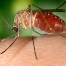 西尼罗病毒在东南部的主要传播媒介是致倦库蚊