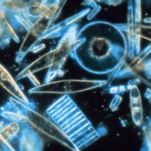通过显微镜看到的海洋硅藻。这些微小的浮游植物被包裹在硅酸盐细胞壁中，被发现生活在南极洲麦克默多湾的年度海冰晶体之间。