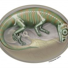 半透明的恐龙胚胎肉在蛋内重建，骨架显示。