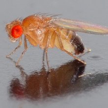 这张照片显示了一只0.1 x 0.03英寸(2.5 x 0.8毫米)的黑腹果蝇。