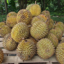榴莲产于印度尼西亚，在东南亚被誉为“水果之王”。榴莲以其巨大的体型、独特的气味和令人生畏的布满荆棘的外壳而著称。这种水果可以长到30厘米长。