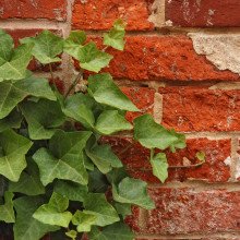 英国常青藤(Hedera helix)生长在红色砖墙上的照片。这张照片是由德里克·拉姆齐在宾夕法尼亚州兰开斯特市拍摄的。