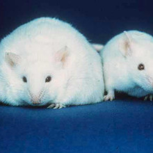 两只老鼠;左边的鼠标有更多的脂肪储存s than the mouse on the right.
