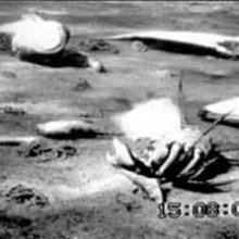 西波罗的海海底的水下视频帧，上面覆盖着死的或垂死的螃蟹、鱼和蛤蜊，因为氧气耗尽而死亡