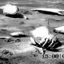 波罗的海西部的海底覆盖着死的或垂死的螃蟹、鱼和蛤蜊，因为氧气耗尽而死亡