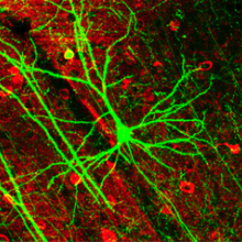 小鼠大脑皮层中表达gfp的神经细胞