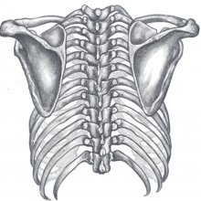 胸腔在脊柱上的方位——胸部和肩带的后视图