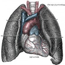 人的心脏和肺