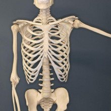 俄克拉何马州俄克拉何马市骨学博物馆展出的人类骨骼。