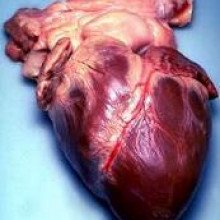 人类的心脏