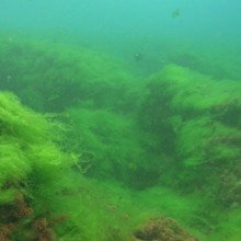 珊瑚上生长的藻类