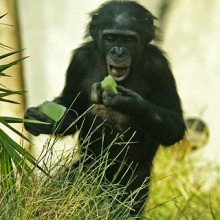 一只倭黑猩猩，Pan Paniscus