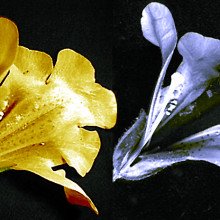在可见光(左)和紫外光(右)下拍摄的迷花，显示了蜜蜂可以看到的花蜜向导，但人类看不到。